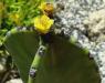 Euphorbia Candelabrum syn. Euphorbia erythraea  di Patrizia 2.jpg